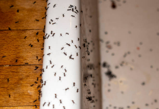 Best Affordable Pest Control Services  in Harveys Lake, PA