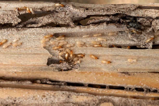 Best Commercial Pest Control Services  in Harveys Lake, PA