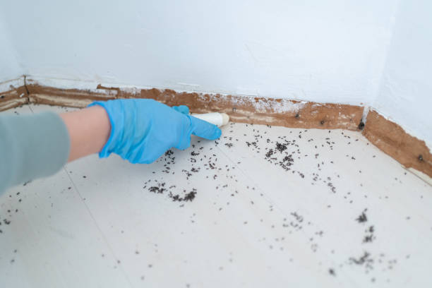 Best Rat Extermination Near Me  in Harveys Lake, PA
